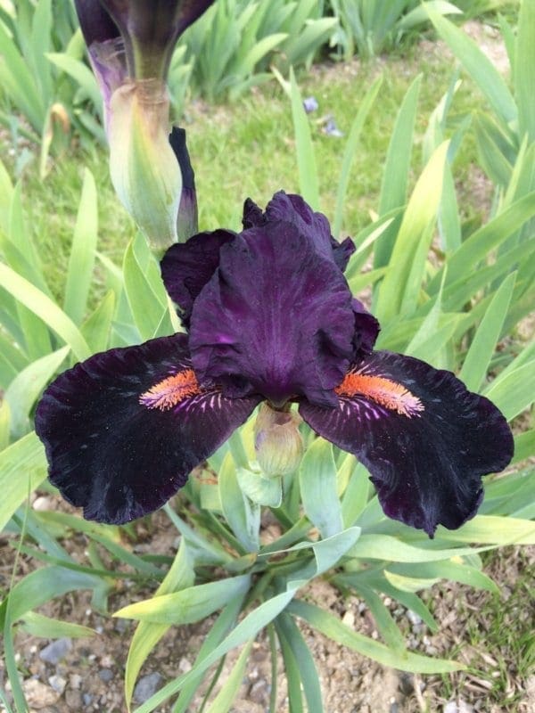 int10_devil_my_care_intermediaire_jardindesiris