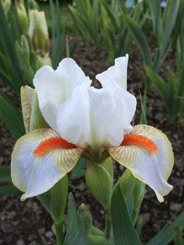 int14_ever_cool_remontant_intermediaire_jardindesiris
