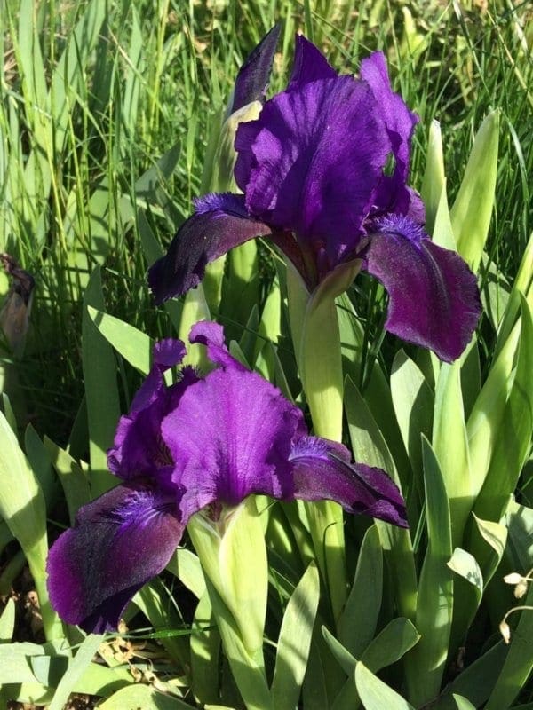 n22_velvet_capers_nain_jardindesiris