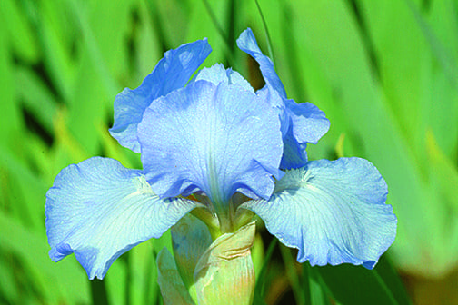 n36_raindance_returns_remontantLS2997_nain_jardindesiris