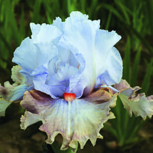 nv12_legerdemain_nouveaute_jardindesiris