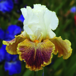 nv13_sordid_lives_nouveaute_jardindesiris