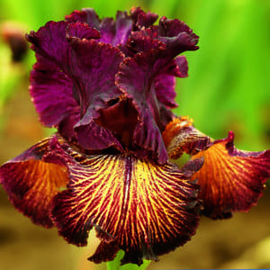 nv1_drama_queen_nouveaute_jardindesiris