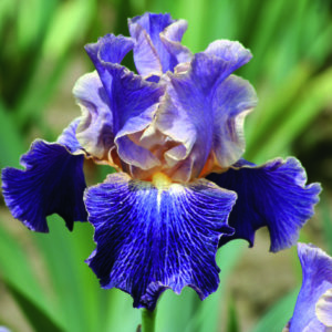 nv2_elizabethan_age_nouveaute_jardindesiris