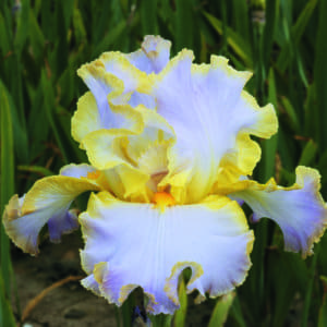 nv7_all_about_spring_nouveaute_jardindesiris