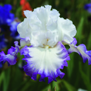 nv9_center_Ice_nouveaute_jardindesiris