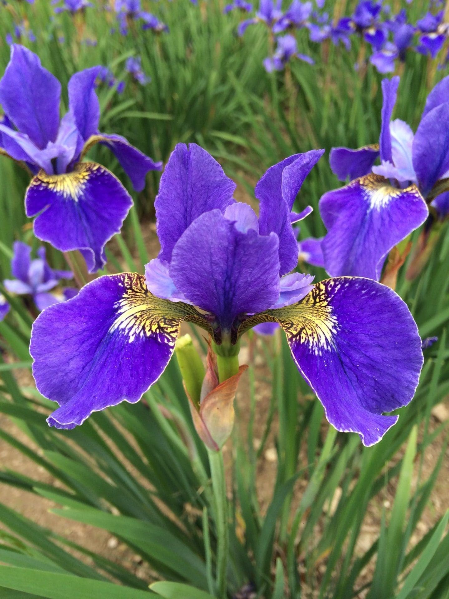1'000 Iris siberica violet et jaune.
