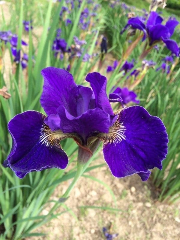 sb26_high_standard_siberica_jardindesiris