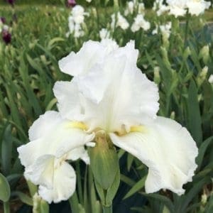 007_arctic_age_irisjardin_jardindesiris