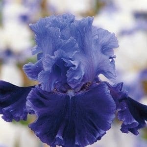 nv15_cyber_grape_nouveaute_jardindesiris