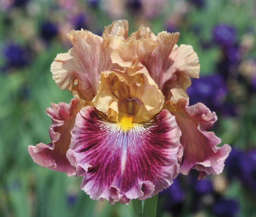 Iris remontant = iris fleurissant 2 fois, au printemps et en automne.