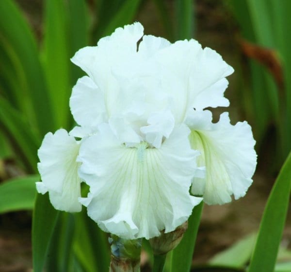 nv11_forever_blowing_bubbles_nouveaute_jardindesiris