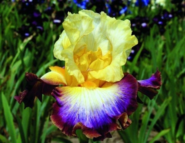 nv4_rainbow_high_nouveaute_jardindesiris