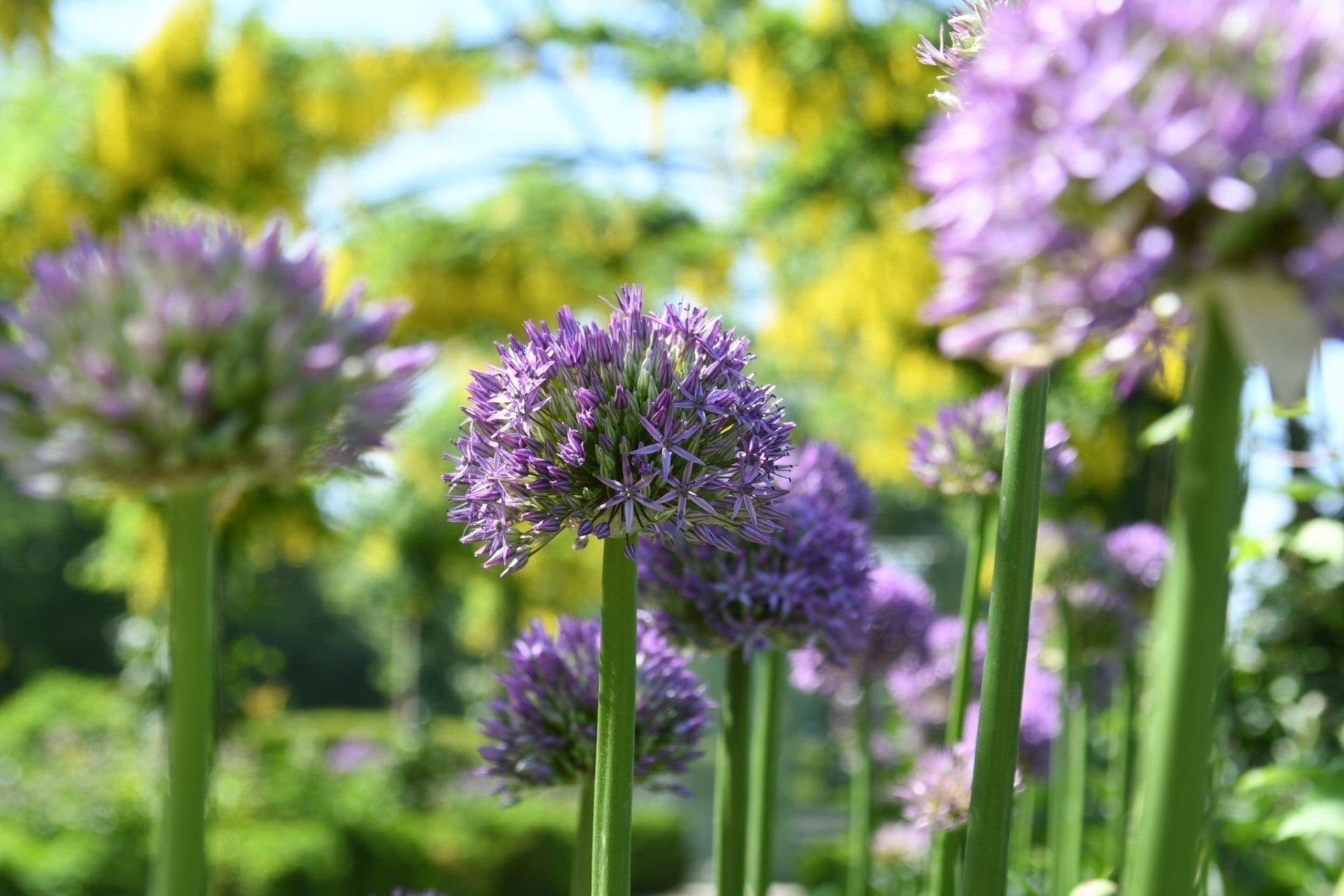 Allium violet en fleurs dans le jardin de Doreen.