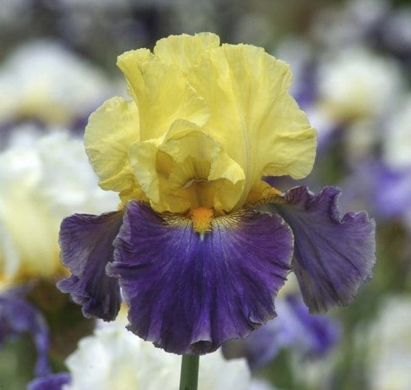 nv19_Island_Hop_nouveaute_jardindesiris_jpg