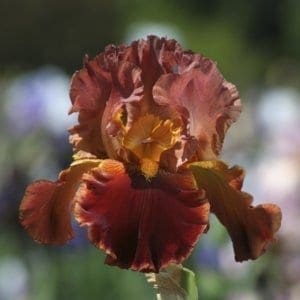 nv21_prosit_nouveaute_jardindesiris_jpg