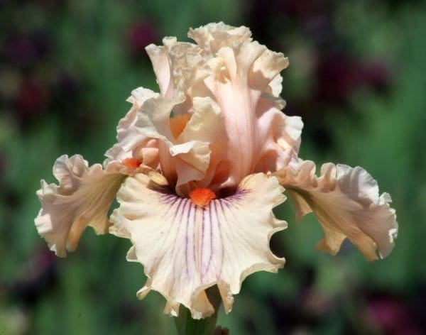 nv23_center_line_nouveaute_jardindesiris_jpg