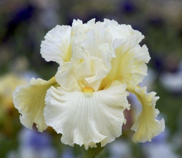 nv24_cloud_dweller_nouveaute_jardindesiris_jpg
