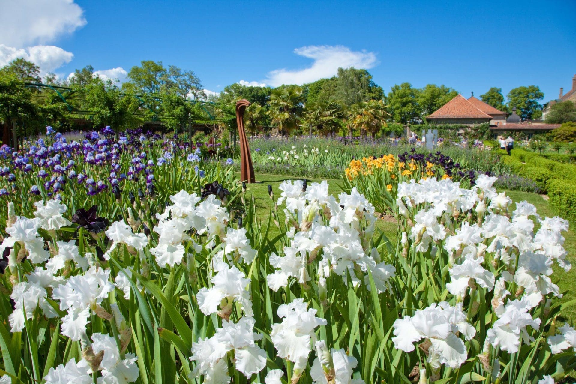 Le Jardin de Doreen rempli d'iris de toutes les couleurs.