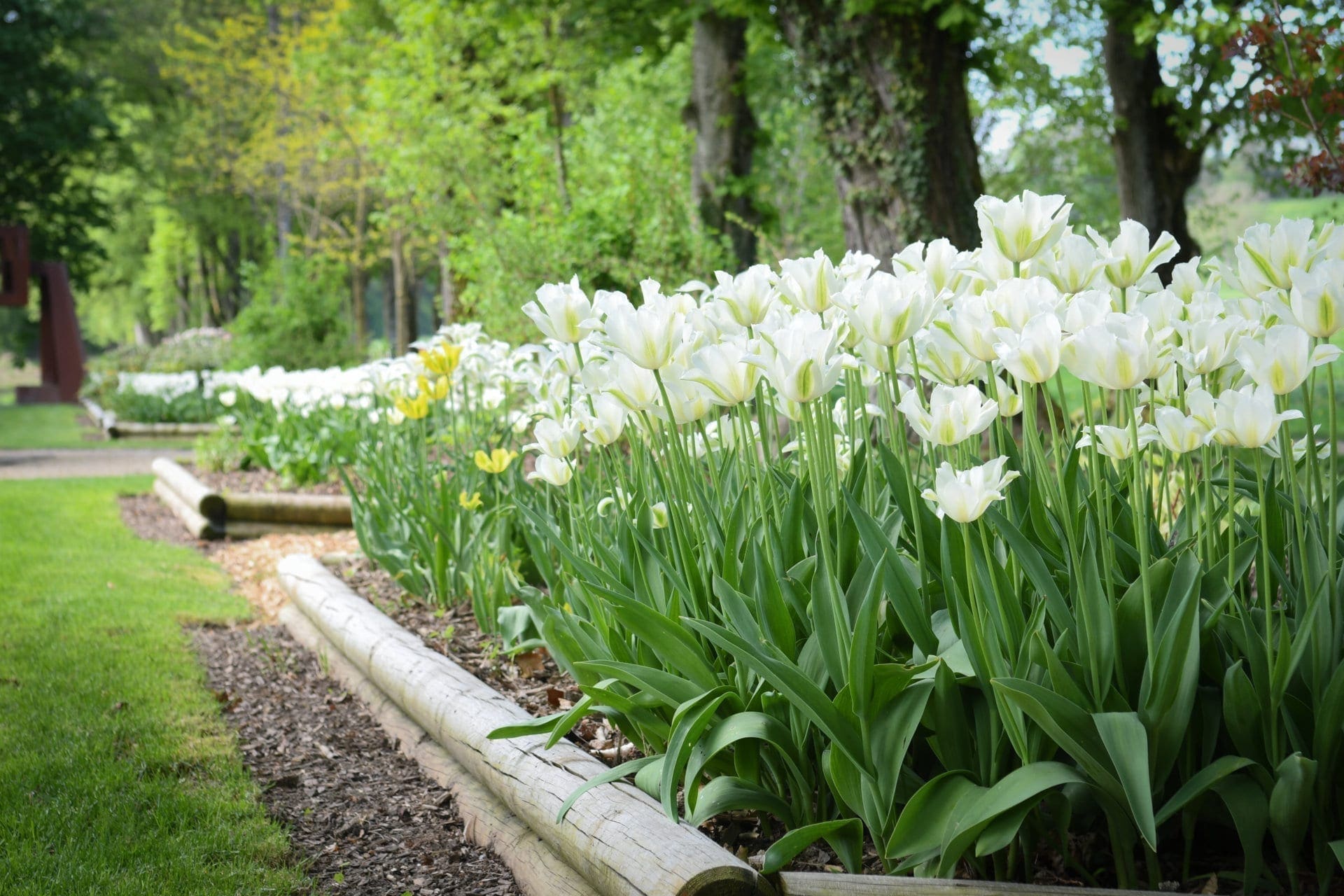 Tulipes blanche dans le jardin de Daria.