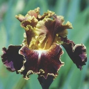 Gros plan sur un iris jaune et rouge brun.
