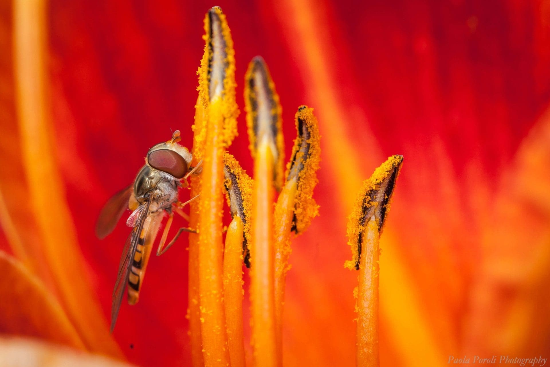 Abeille sur lys du Château de Vullierens.