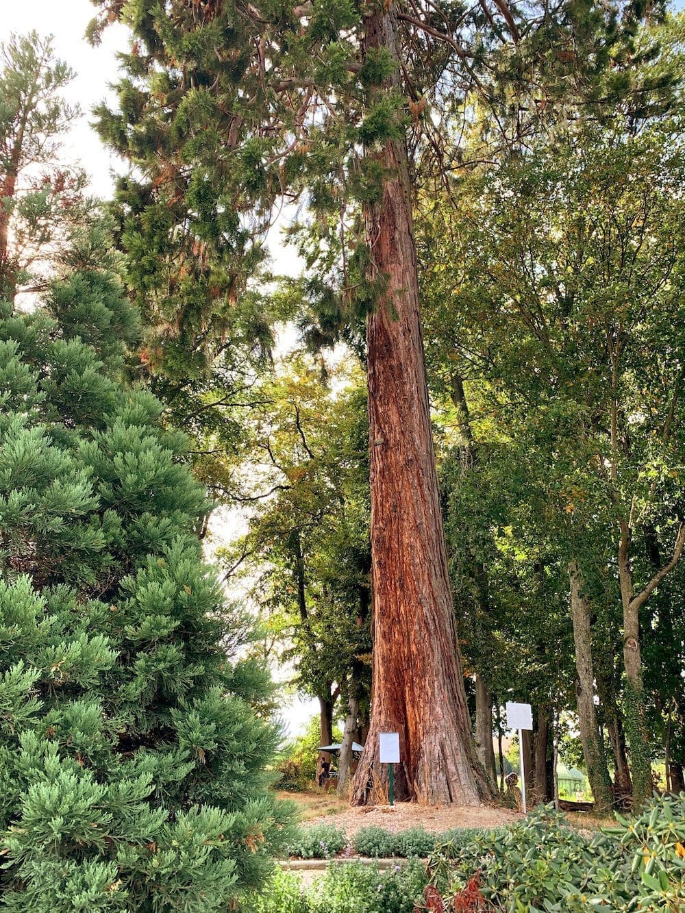 Sequoia faisans partie de la balade des arbres.