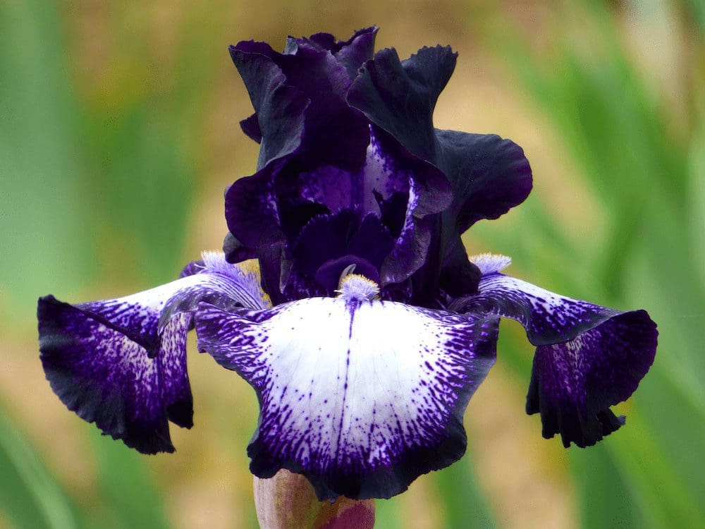 NV17 - CASCADE LOCKS