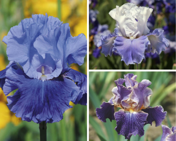 Kit Bleu Violet