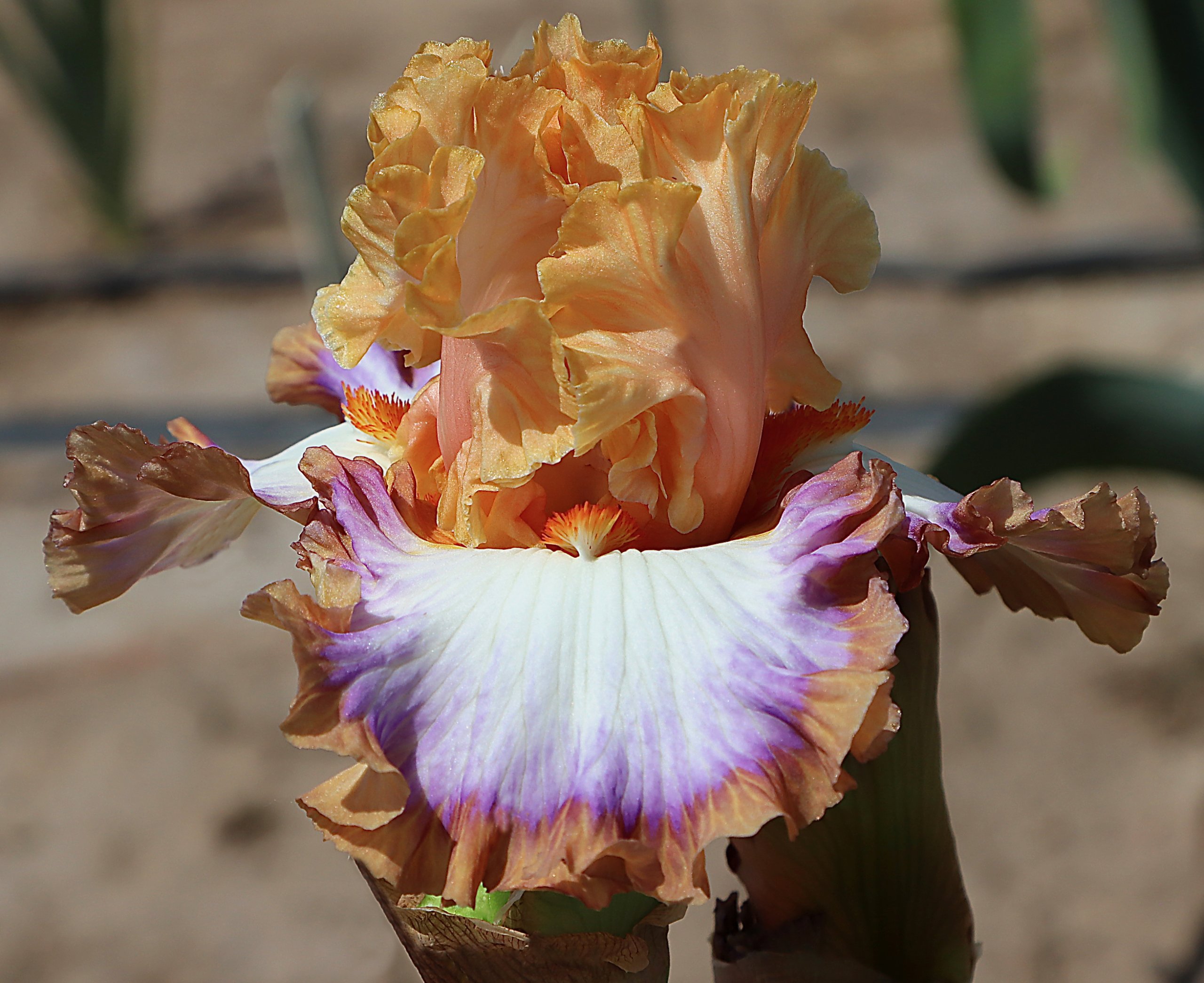 NV25 - COLORING BOOK