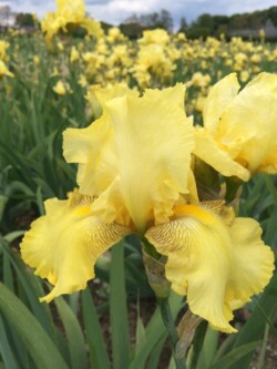 071_buckwheat_remontant_irisjardin_jardindesiris