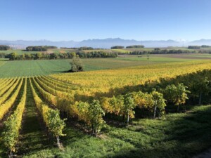 Vignes de couleur jaune du Château de Vullierens