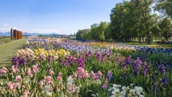Photo en vue aérienne de nos champs d'iris prise en pleine floraison.