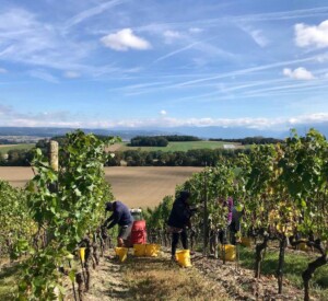 Vendanges à la main dans les vignes du Château de Vullierens.