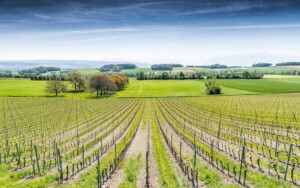 Vue aérienne des vignes du Château de Vullierens.