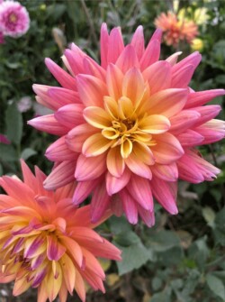 Dahlia Dahlia.