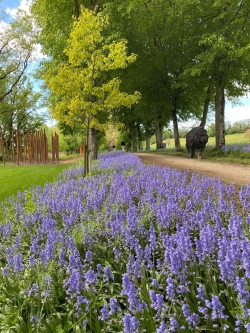 160'000 jacinthes des bois de couleur bleue en fleurs.