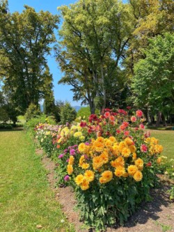 September Massif de dahlias en fleurs durant le mois de septembre.