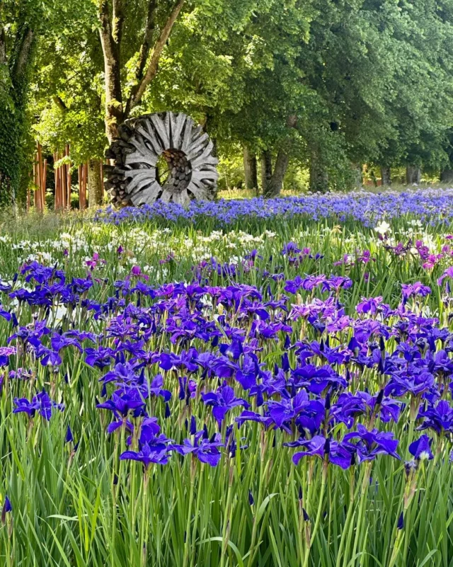 💙Les iris sibéricas sont en pleine floraison 💜
Un vrai festival de couleurs entre bleu, violet et blanc ! Fins et délicats, ils dansent à l’ombre de nos arbres centenaires 💜
L’iris Siberica s’épanouit sans bruit, mais avec tant de grâce. Venez les admirer…. Et commandez-les ils apporteront une touche de poésie à votre jardin ! #irisSiberica #fleursdujardin #ombreetpoésie #printempsenchanté  #FloralVibes #gardentherapy #NatureEscape #springbliss