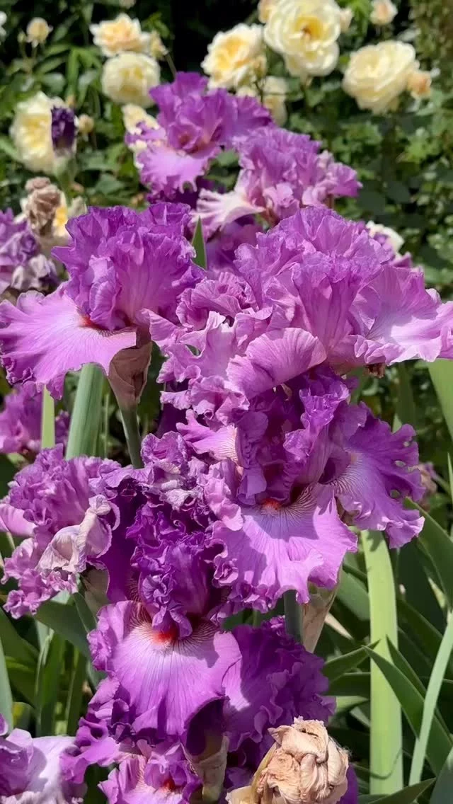🌈 METEO DES IRIS ☀️Dernier appel pour nos 400 variétés d’iris ! C’est cette semaine (weekend de Pentecôte inclus) pour les admirer à volonté et les commander si vous le souhaitez ! Ne manquez pas le spectacle, il sera de retour en version allégée cet automne puis le printemps prochain #flowering #gardenlover #floralinspiration #flowerlife #irisenfleurs