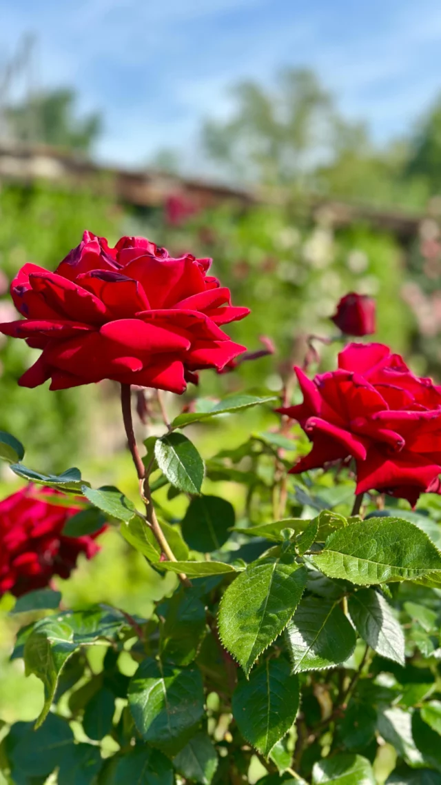 ⸻

🌹 C’est la saison des roses… 🌹
Des centaines de mètres de rosiers en fleurs,
Des variétés à perte de vue,
Des couleurs qui dansent sous le soleil,
Et partout… cette odeur enivrante.
Le jardin devient un véritable parfum vivant où chaque rose raconte une histoire. 🌸✨

#roses #jardin #fleurs #printemps #parfum #nature #jardinage #bellejournée #chateauvullierens