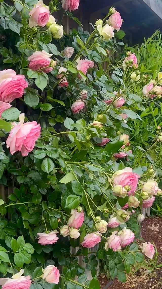 🌹 Flânerie envoûtante au cœur de nos roseraies.
Sous le soleil enfin revenu, les pas se perdent dans les allées parfumées du Château de Vullierens.
Des centaines de mètres de roses en fleurs bordent les murs anciens, serpentent entre les terrasses élégantes du château et dévoilent, au détour d’un sentier, de nombreuses sculptures suisses et internationales.
Une symphonie de couleurs et de senteurs, portée par le charme intemporel des lieux.
Chaque recoin invite à la contemplation, à la lenteur, à l’évasion.
Un voyage sensoriel entre patrimoine, nature et art où le temps suspend son vol. 🌸✨

#ChâteauDeVullierens #RosesEnFête #BaladeParfumée #FlâneriePoétique #Instareel #JardinEnFleurs #SwissGardens #PatrimoineEtNature