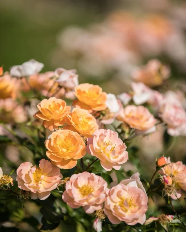 🌹 Senteurs de roses, murmures du temps…
Dans les allées enchantées du Château de Vullierens, les roses révèlent leur parfum délicat, embaumant l’air et annonçant l’été.
Venez respirer la beauté… 🌸✨

#ChâteauDeVullierens #RosesEnFleur #JardinsEnchanteurs #EscapadeFlorale #SenteursDeRoses #JardinRomantique #ÉtéEnSuisse